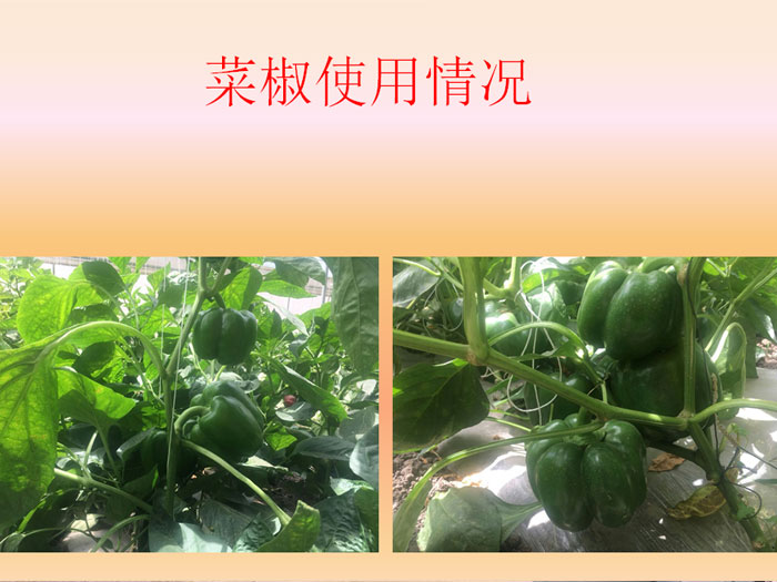 菜椒使用情况