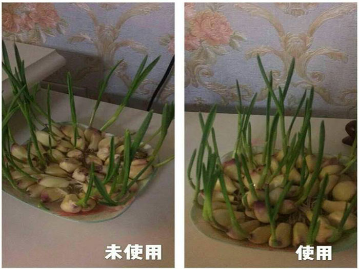 华孚爱农肥大蒜试验