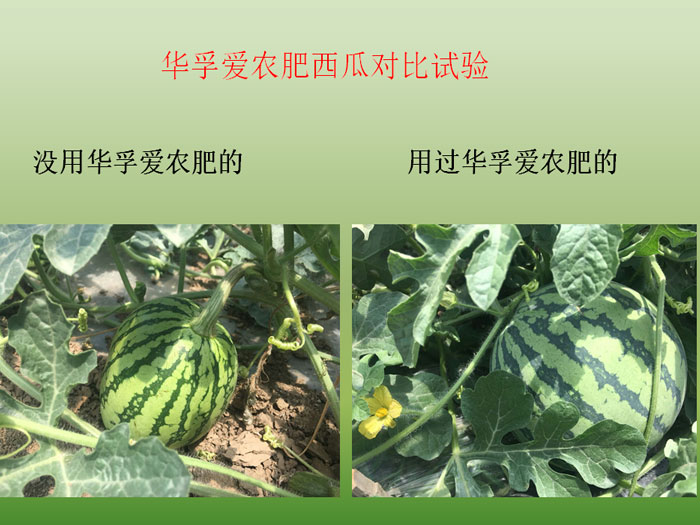 西瓜对比试验