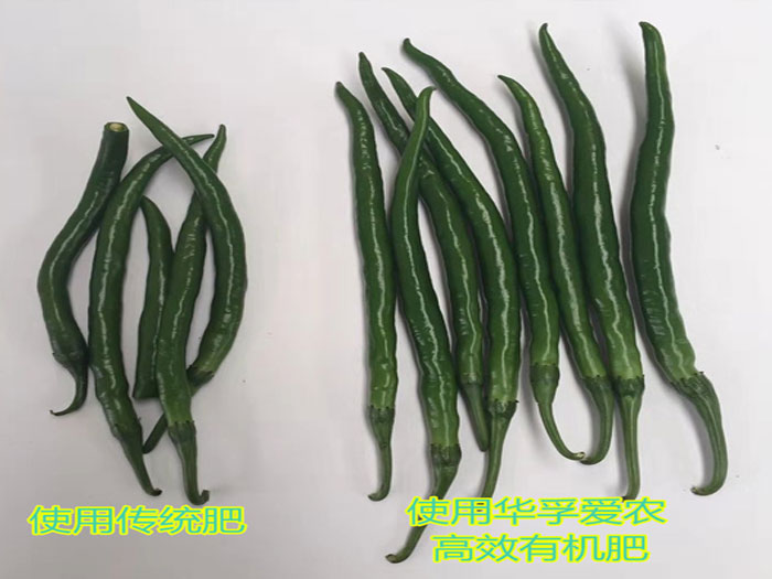 辣椒对比实验