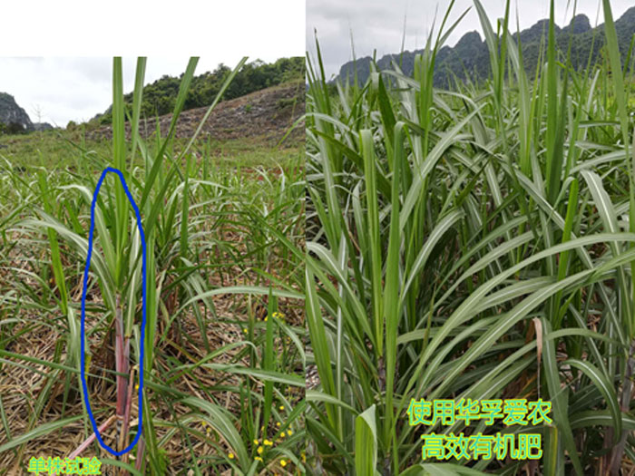 糖蔗对比实验
