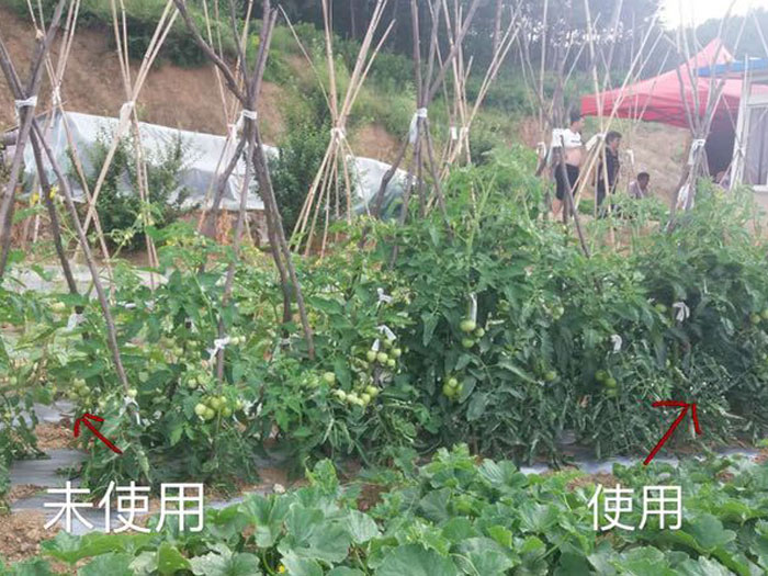 西红柿对比试验